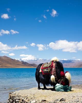 Trekking & Adventure in Tibet