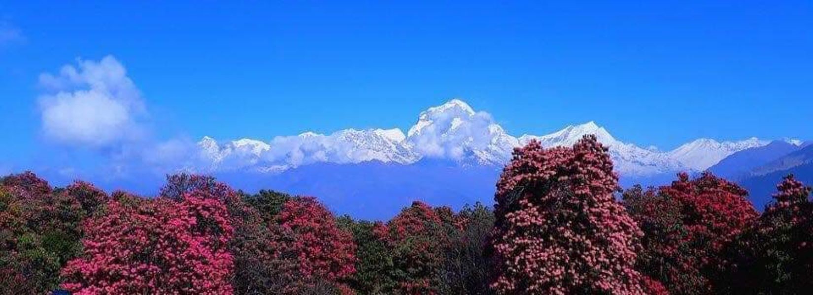 Poonhill Trekking in Spring Season