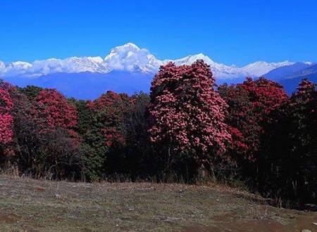 Annapurna Sunrise Trekking