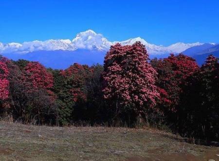 Annapurna Sunrise Trekking