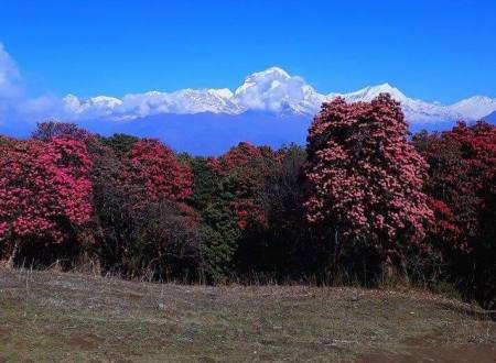 Poon Hill Trekking